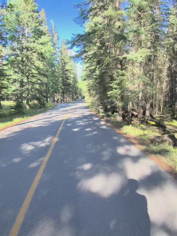A sunlit road with a yellow center line, running through tall evergreen trees